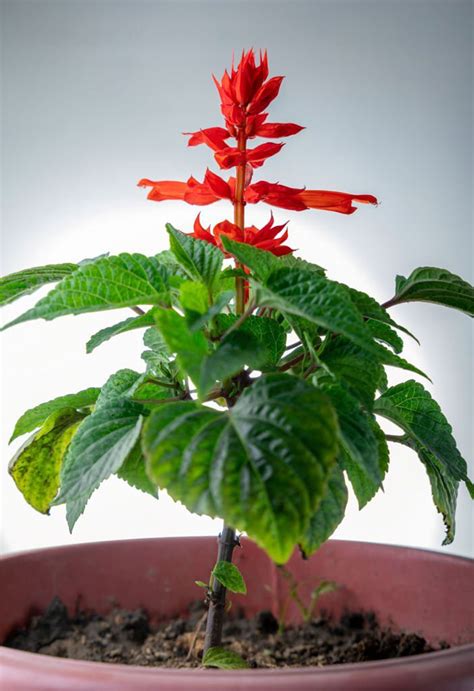 watering salvia in containers using moisture meter|red salvias in pots.